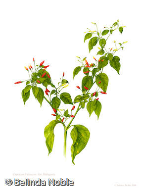 Capsicum Frutescens Malagueta.